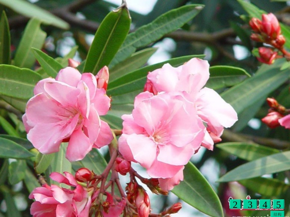 苏教版六年级下册语文《夹竹桃》课件PPT_第3页