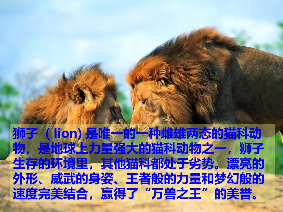 3-小狮子爱尔莎_第2页