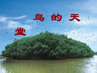 鸟的天堂(2)