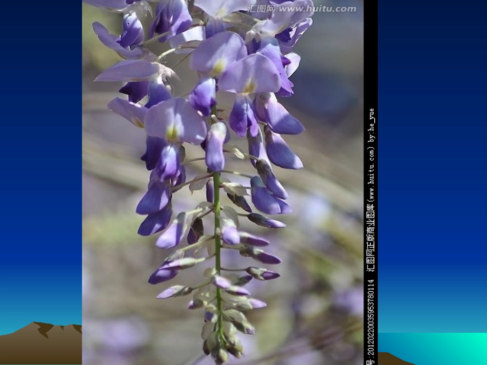 紫藤萝瀑布-(3)_第3页