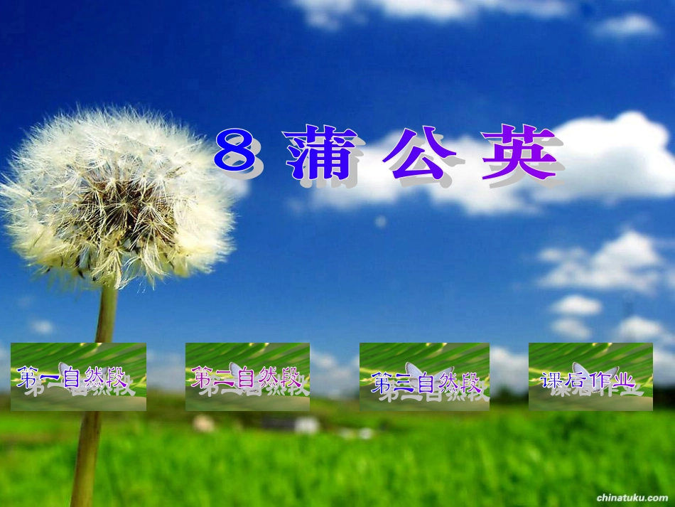 小学三年级上学期语文《蒲公英》课件_第2页