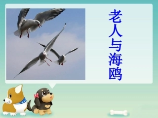《老人与海鸥》课件4