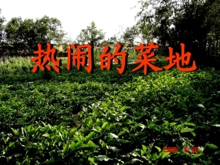 热闹的菜地1
