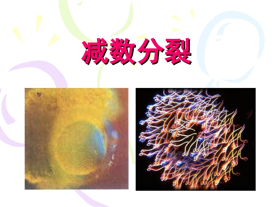 减数分裂的过程_第1页