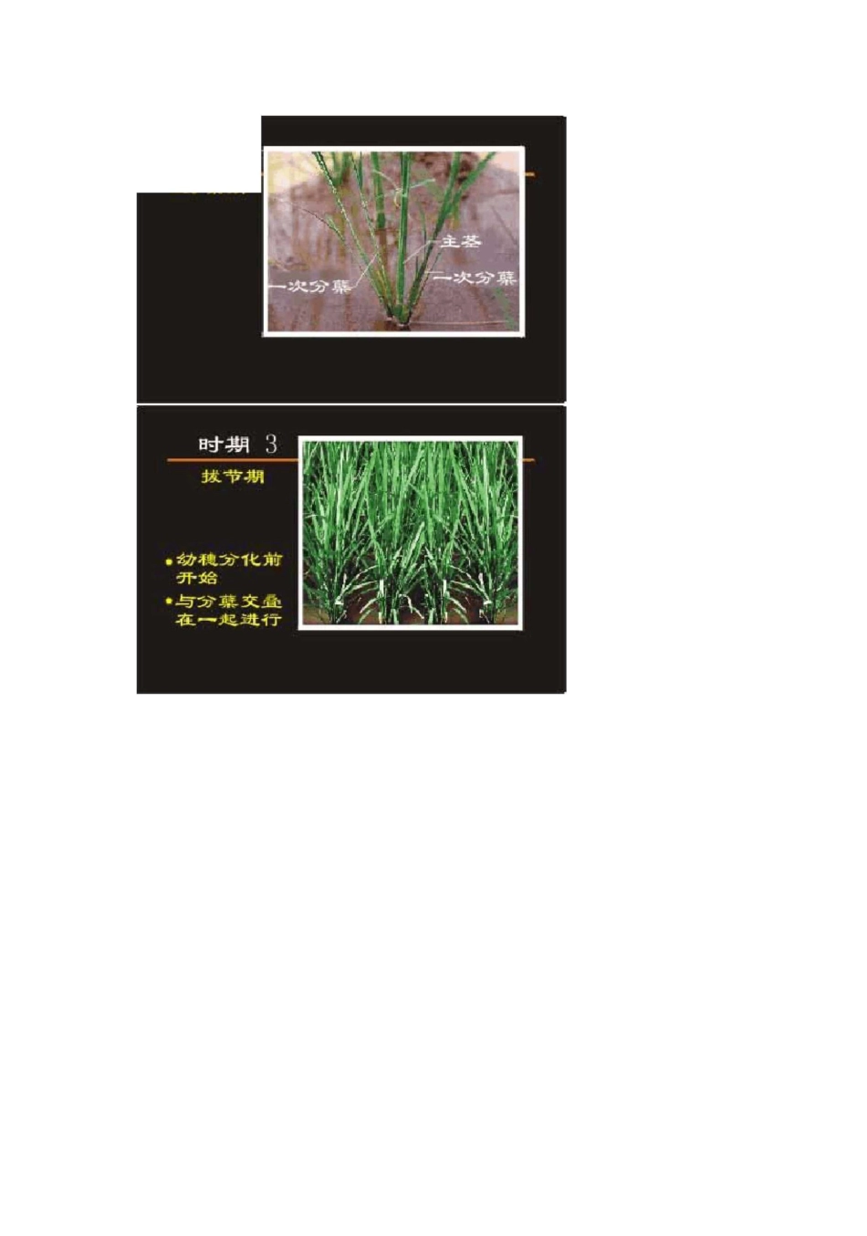 水稻各生育期图谱_第3页