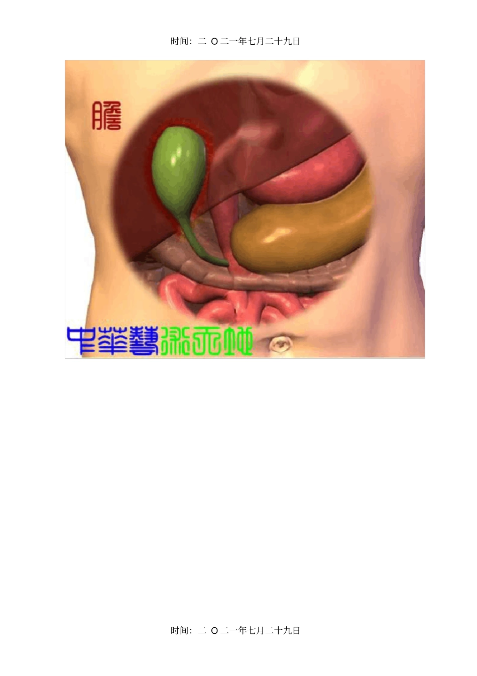 人体内脏最全解剖结构图_第3页