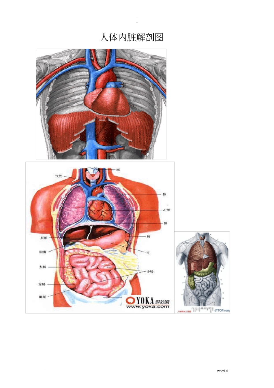 人体各部分及内脏解剖图全_第1页