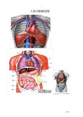 人体各部分及内脏解剖图全