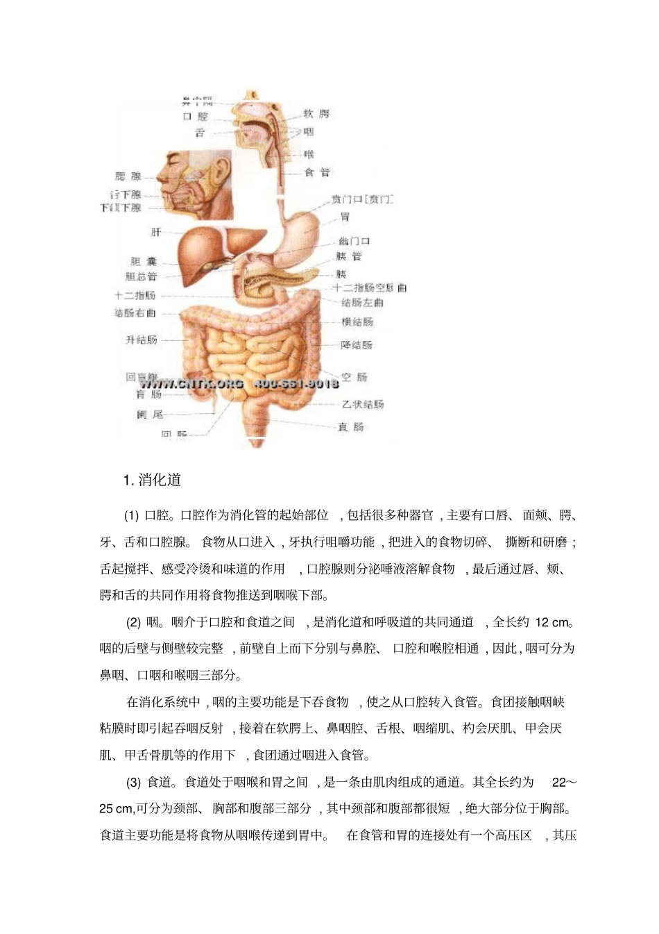 人体消化系统-论文_第3页
