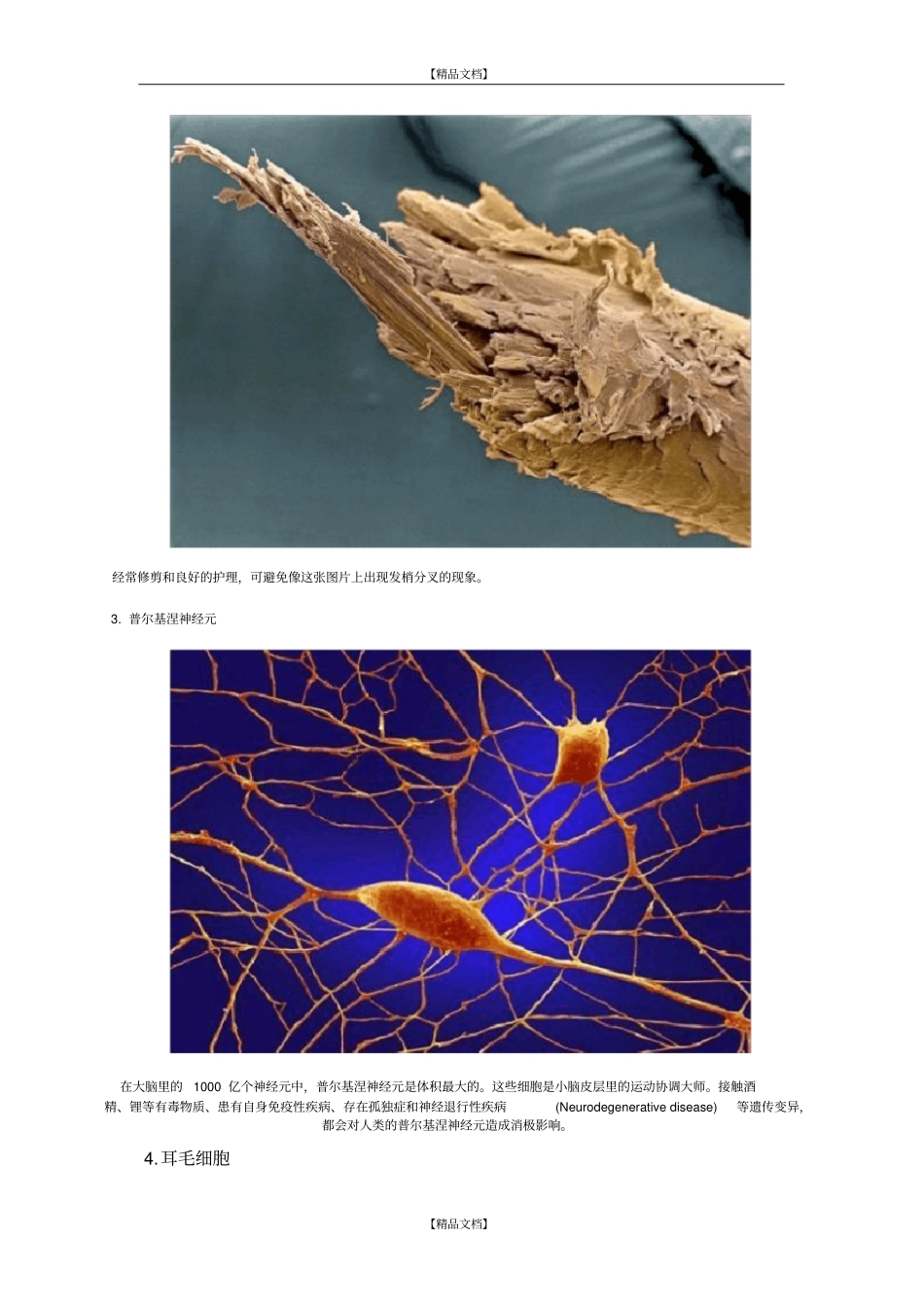 人体解剖图片_第3页