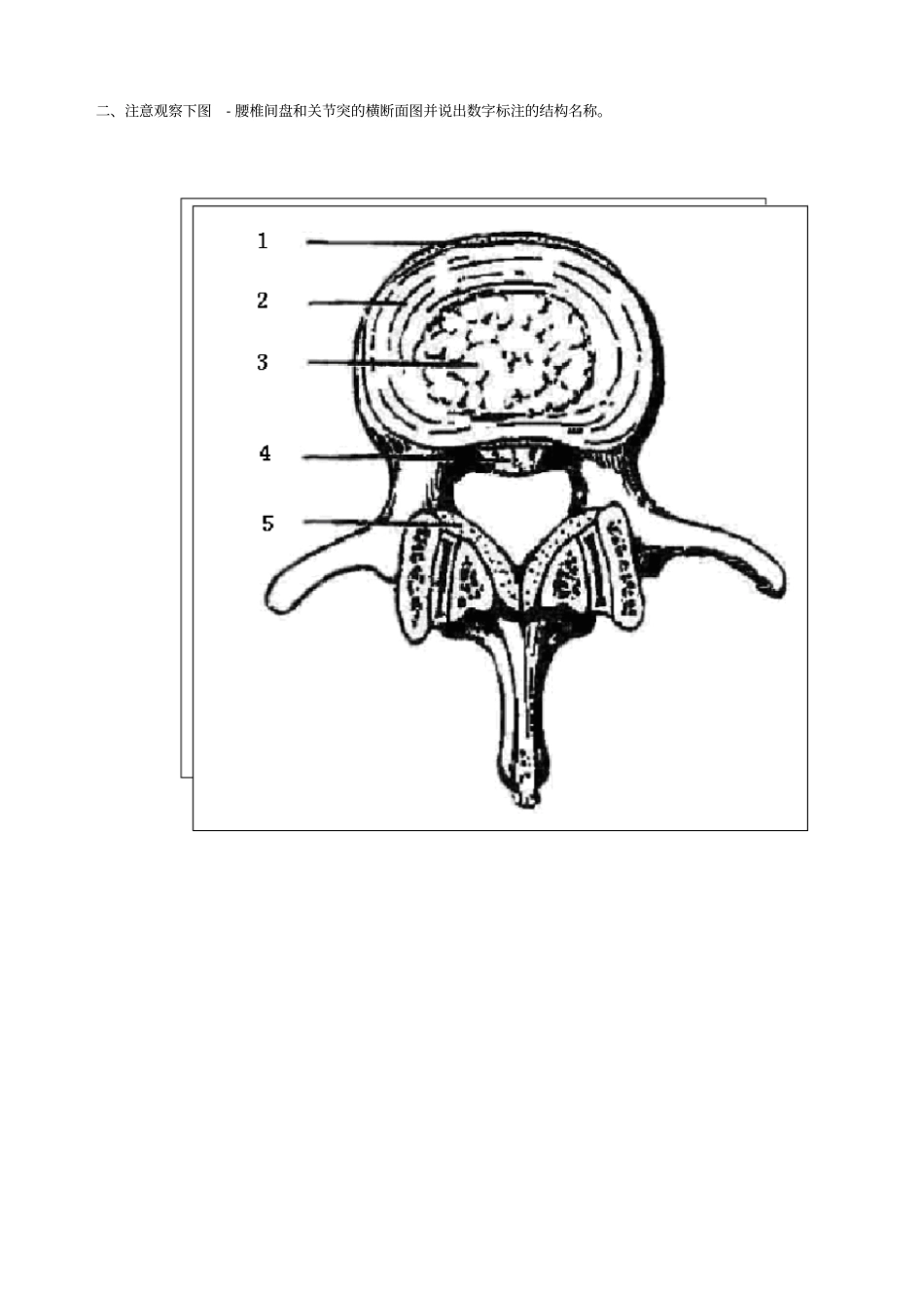 人体解剖学与组织胚胎学之骨骼系统_第2页