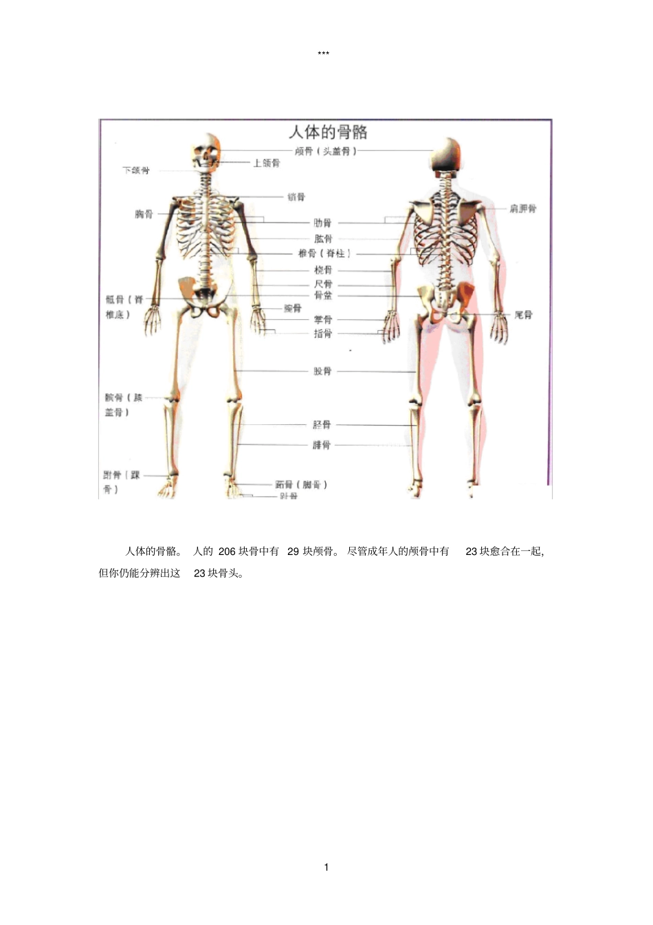 人体骨骼图全身-骨骼结构图_第1页