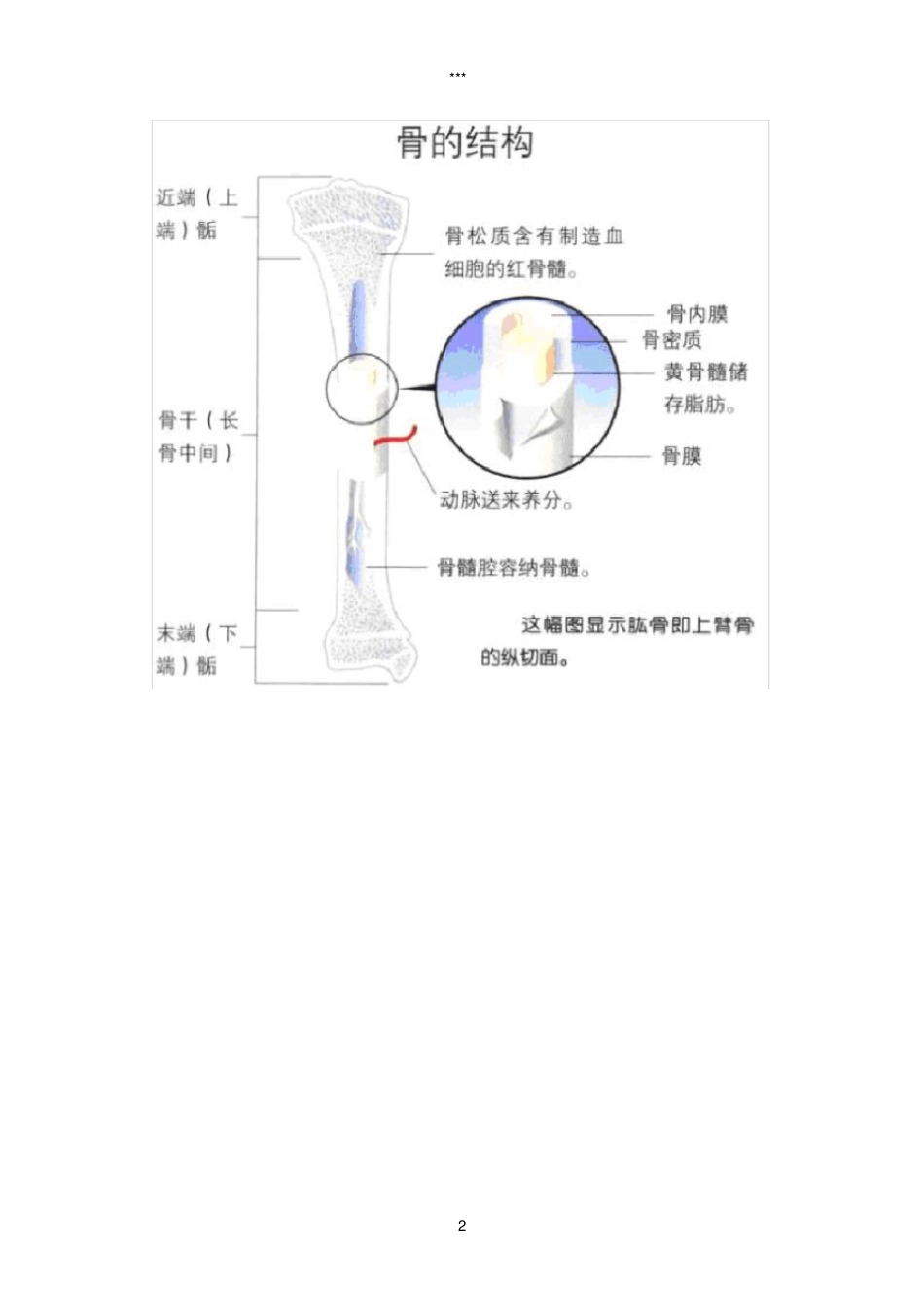 人体骨骼图全身-骨骼结构图_第2页