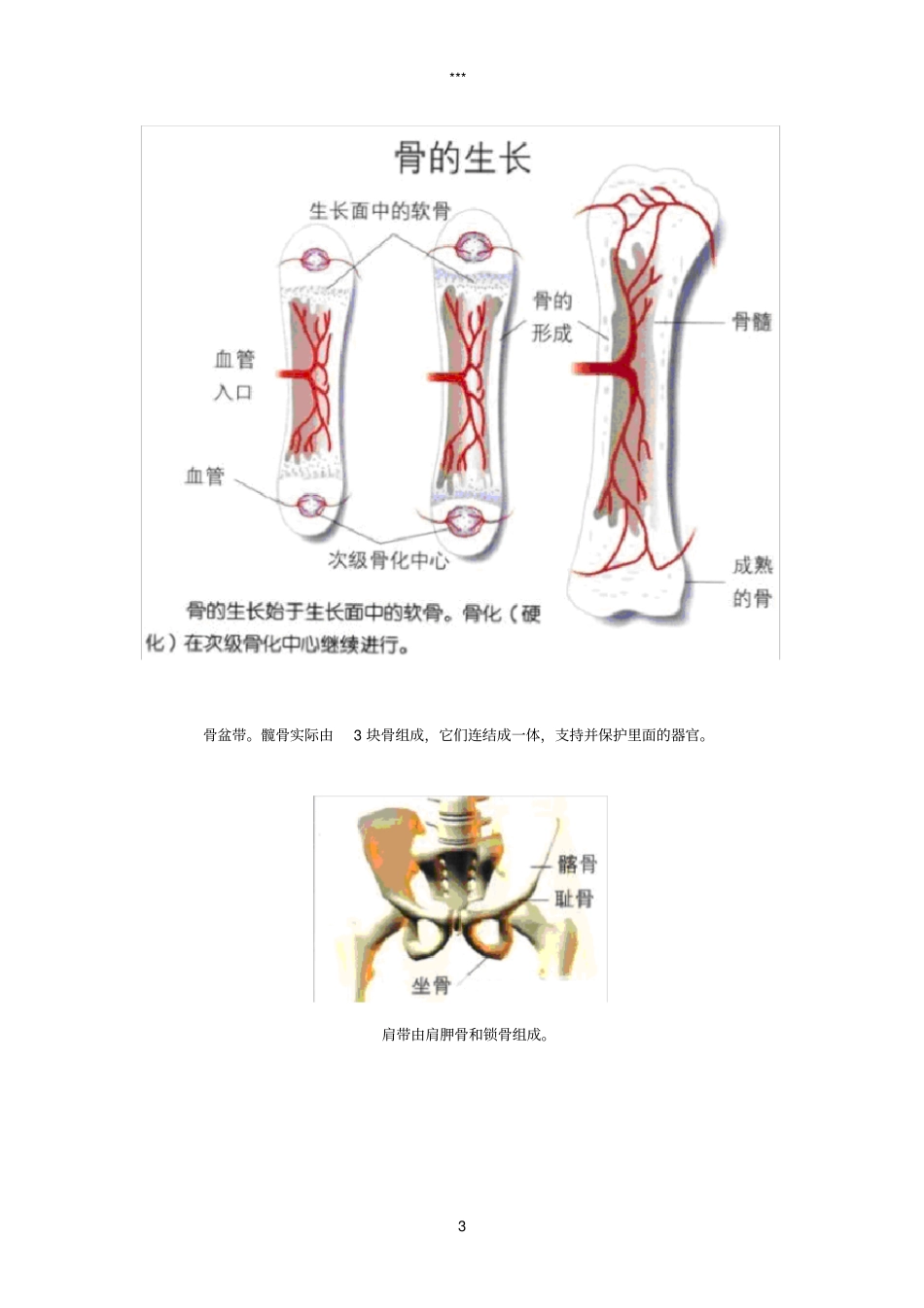 人体骨骼图全身-骨骼结构图_第3页