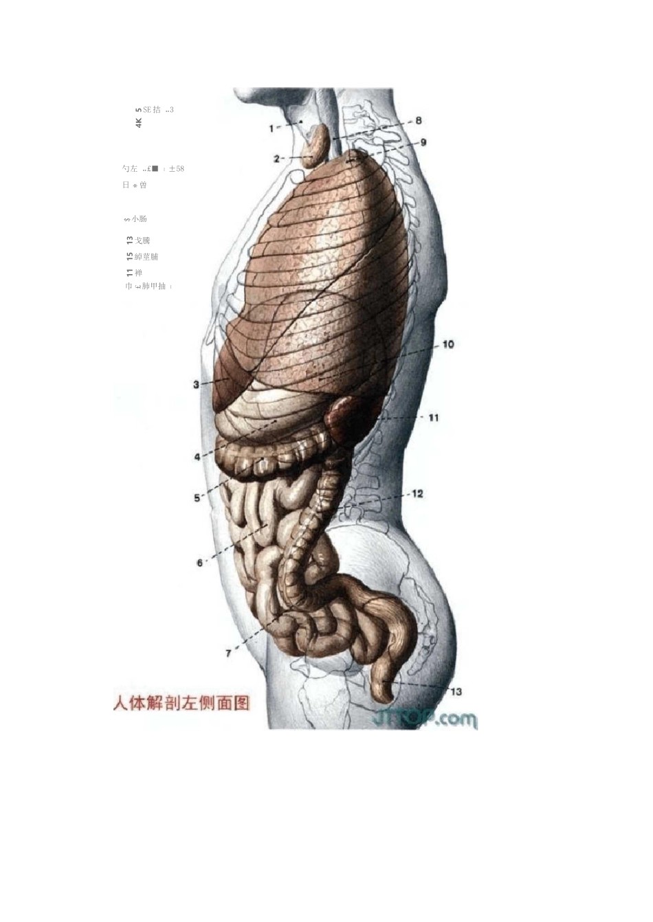 人体各个器官及结构解剖图_第2页