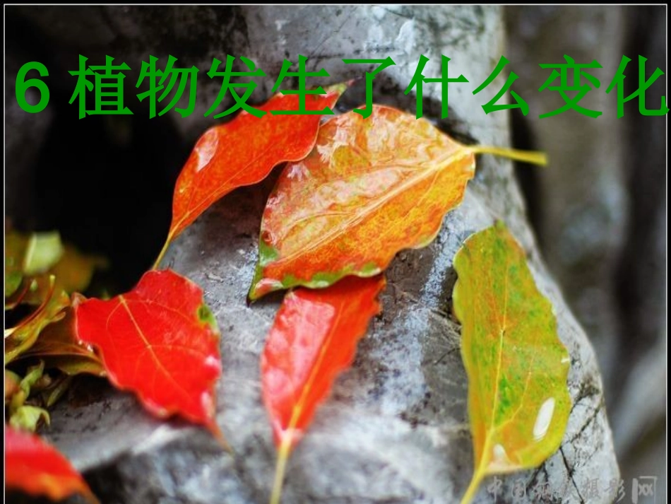 小学科学三年级上册6植物发生了什么变化_第2页