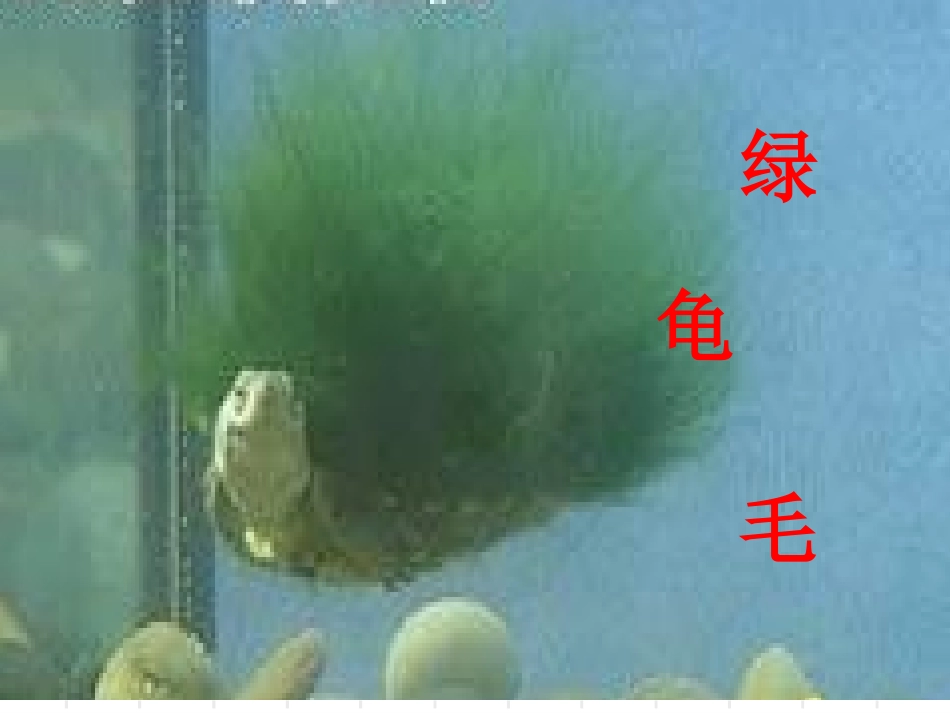 绿毛龟ppt公开课_第2页