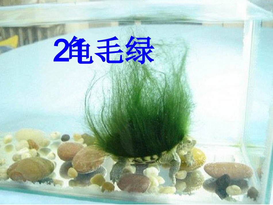 绿毛龟ppt公开课_第3页