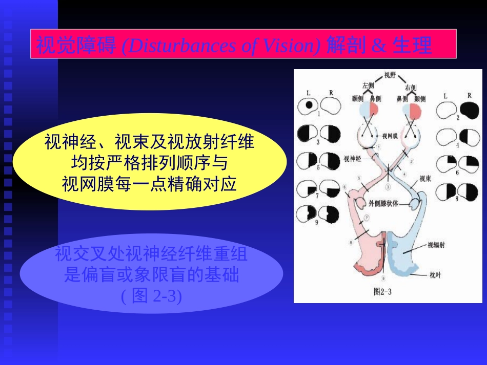 脑血管解剖图_第2页