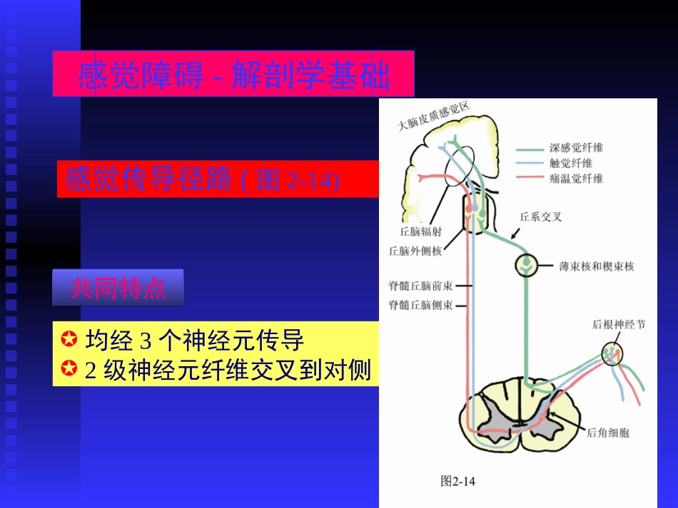 脑血管解剖图_第3页