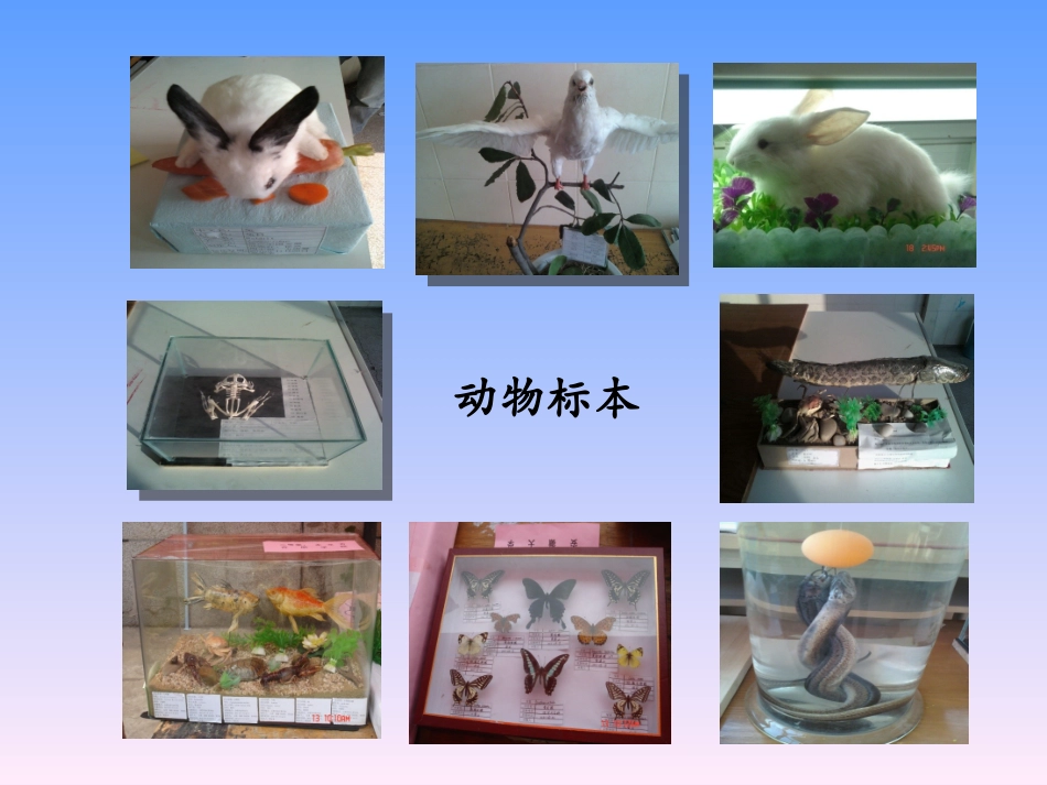 动物标本的制作_第3页