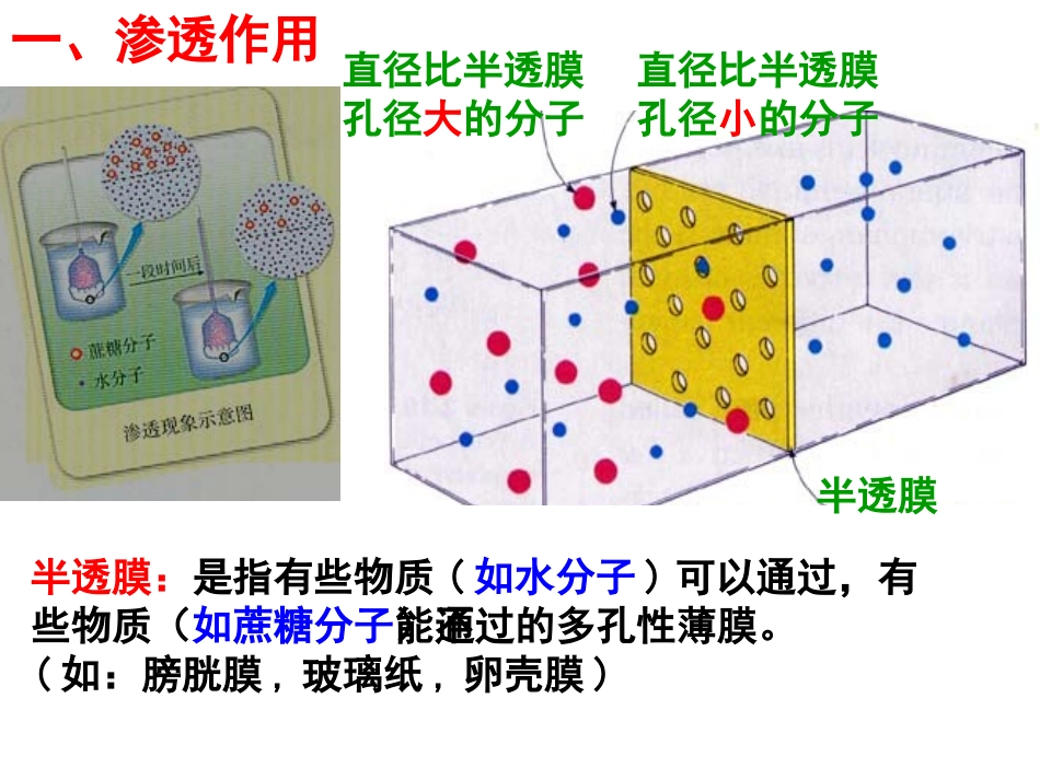 物质跨膜运输的实例(优质课)_第3页