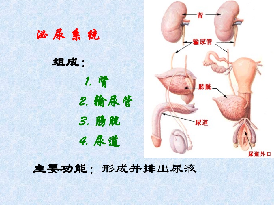 解剖__泌尿系统_第2页