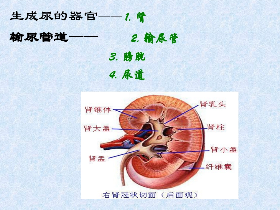 解剖__泌尿系统_第3页