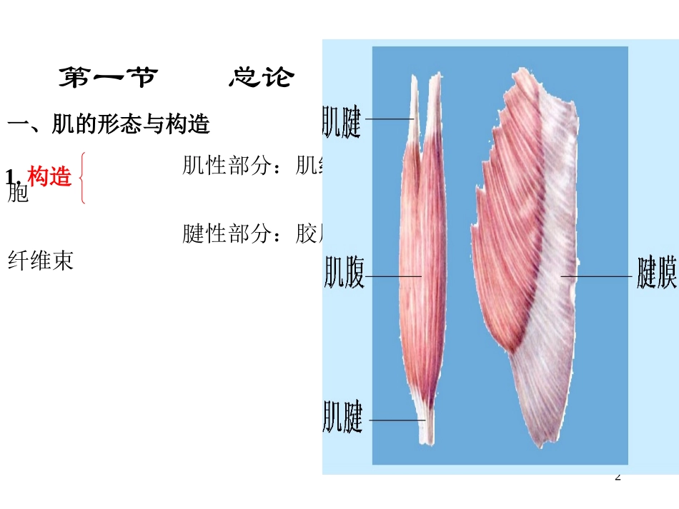 运动解剖学(肌学)_第2页