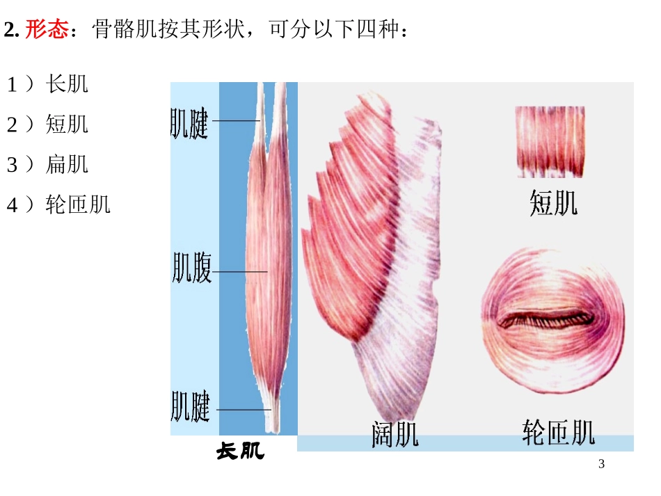 运动解剖学(肌学)_第3页