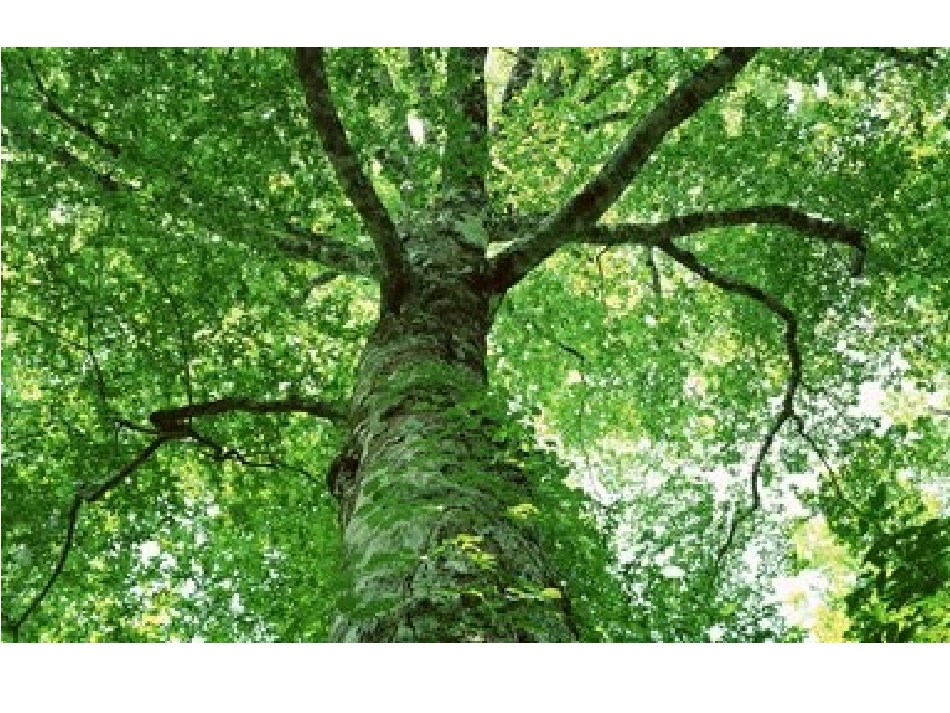 钾离子对气孔开度的影响_第1页