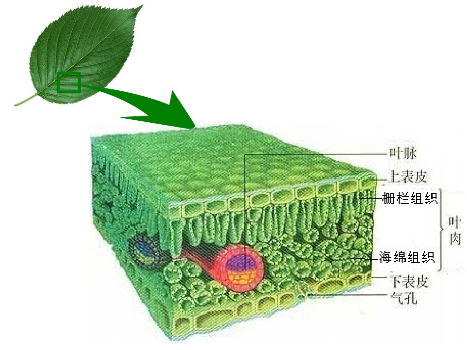 钾离子对气孔开度的影响_第2页