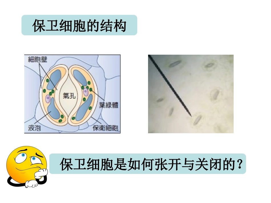 钾离子对气孔开度的影响_第3页