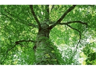 钾离子对气孔开度的影响