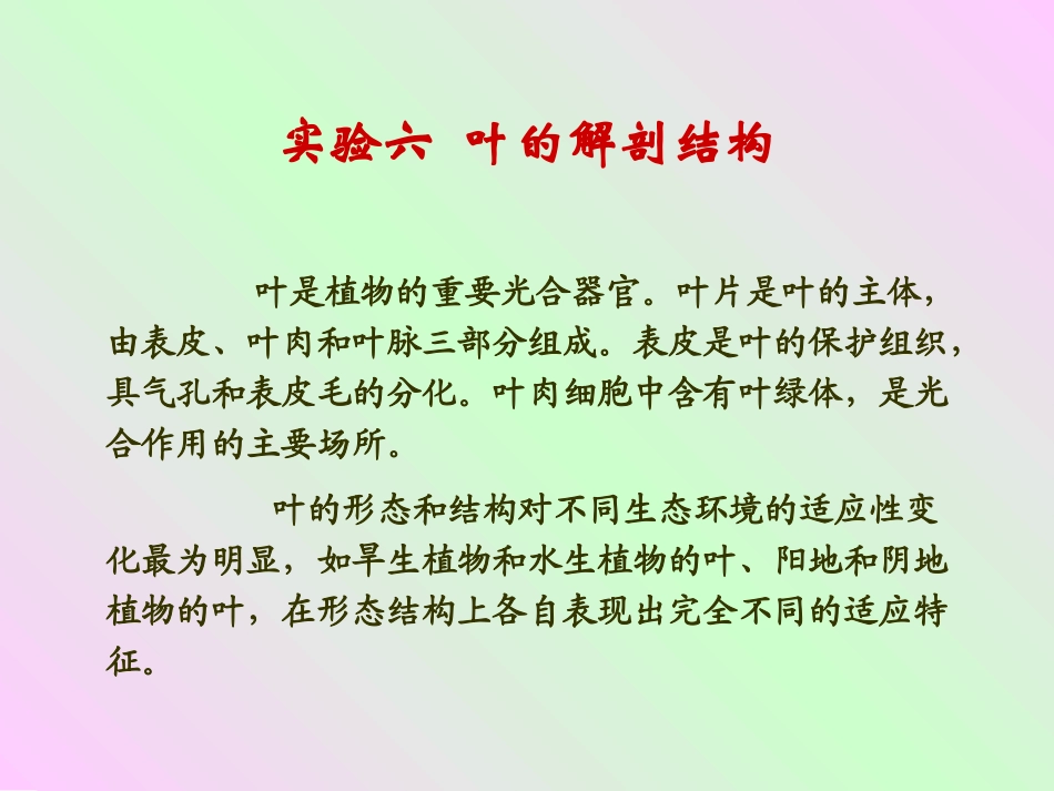 实验六 叶的解剖结构_第1页