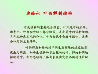 实验六 叶的解剖结构