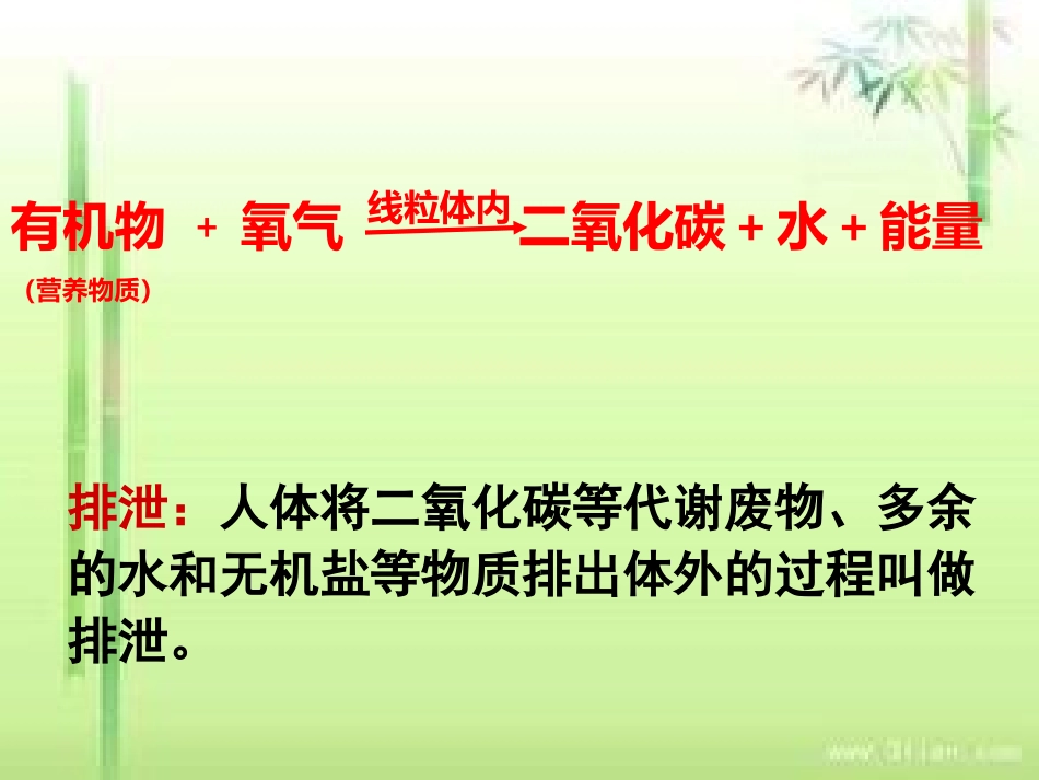 肾脏的结构和功能_第2页