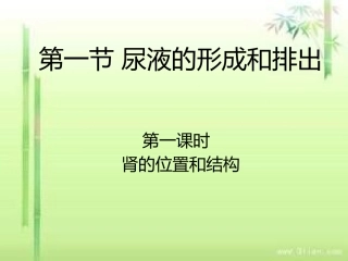 肾脏的结构和功能