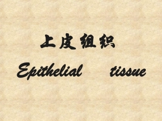 组织学与胚胎学--上皮组织 PPT课件