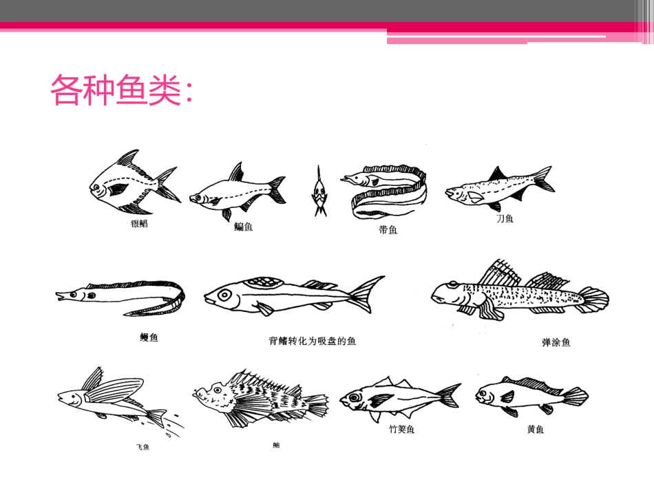 鱼游动中间画绘制_第3页