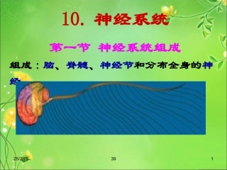 解剖生理课件——神经系统