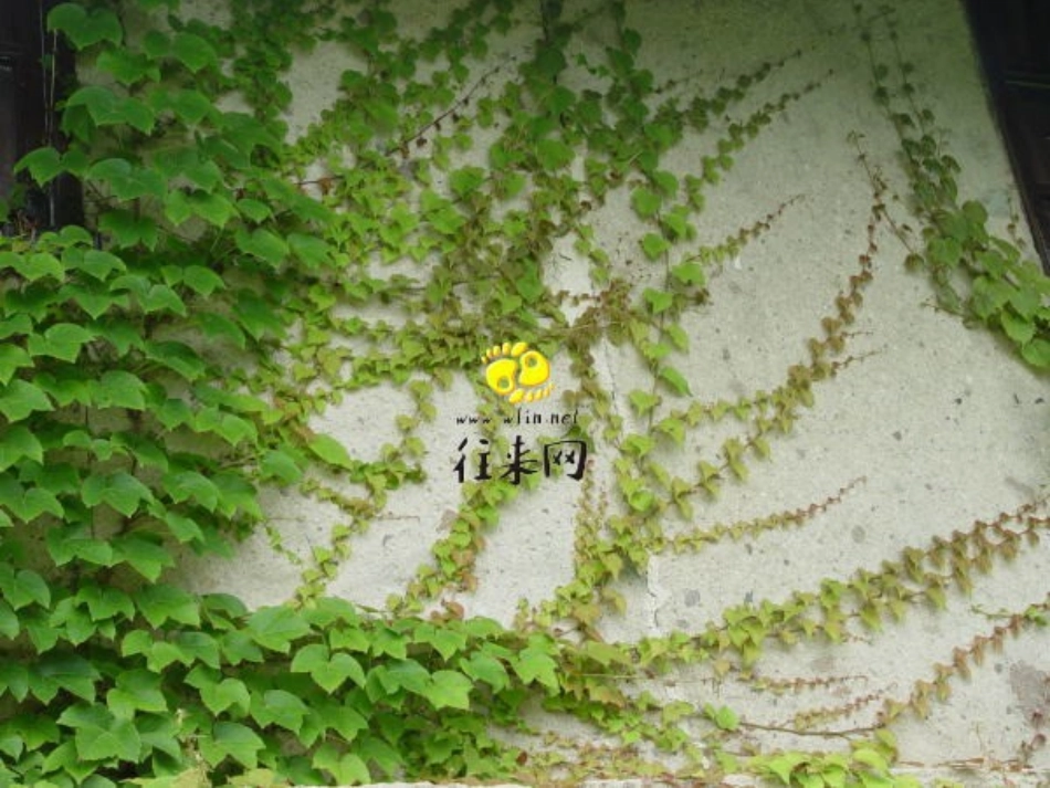 人教版小学四年级语文上册第26课那片绿绿的爬山虎教学课件_第2页