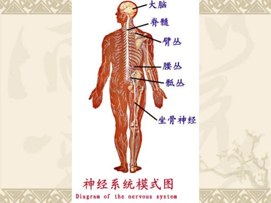 人体解剖学-神经系统_第2页