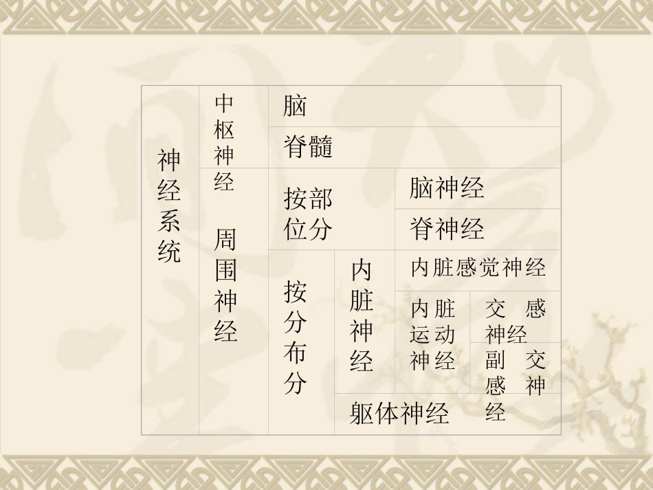 人体解剖学-神经系统_第3页