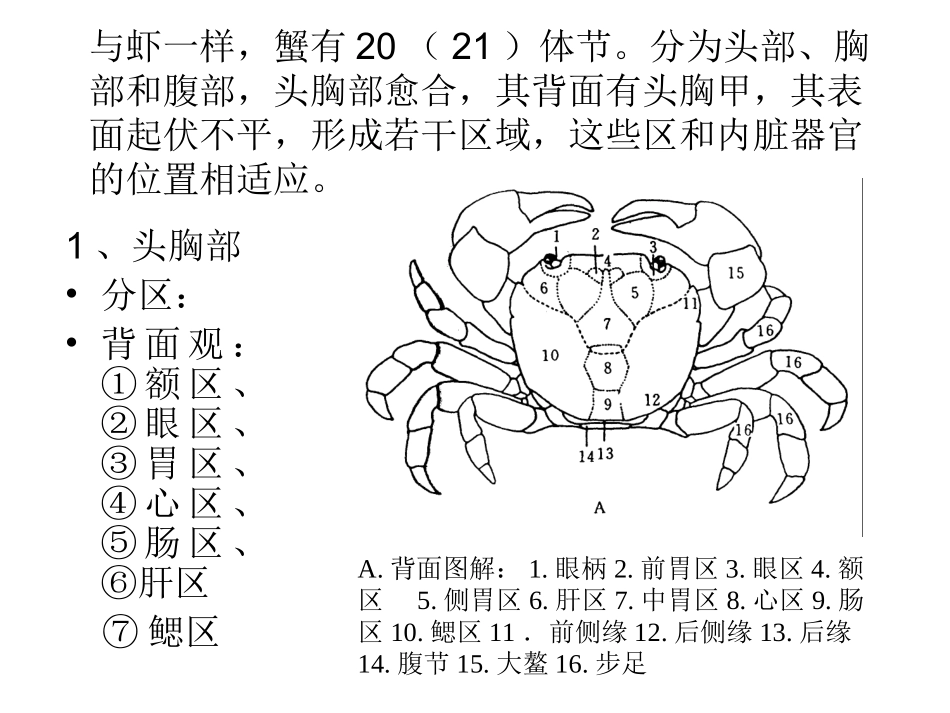 蟹形态构造的观察_第3页