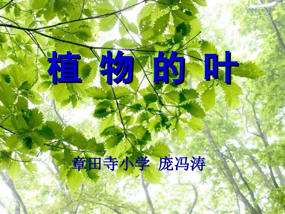 教科版科学三年级上册《植物的叶》PPT课件4_第1页
