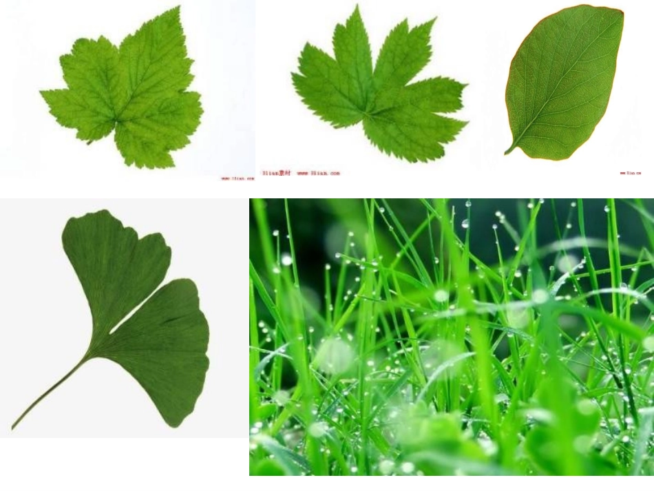 教科版科学三年级上册《植物的叶》PPT课件4_第3页