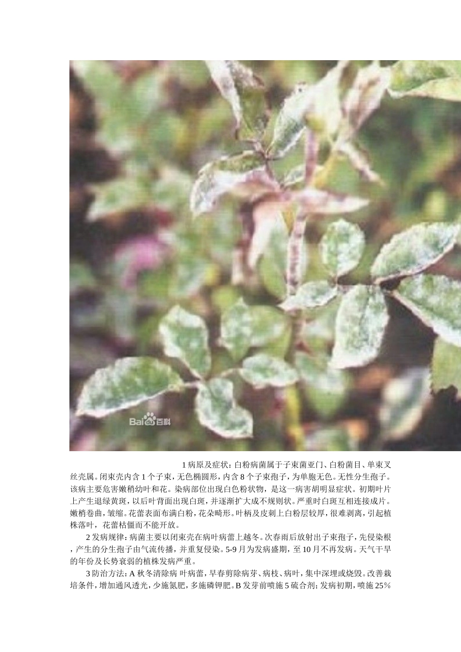 月季的病虫害防治(附图)_第2页