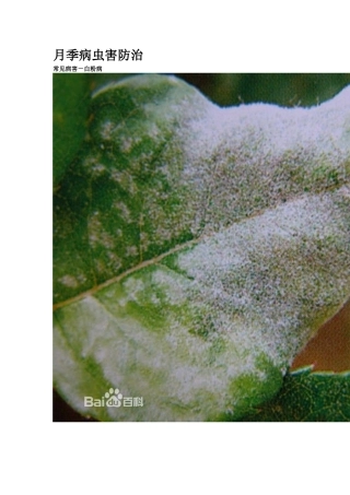 月季的病虫害防治(附图)