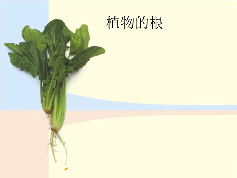 植物的根课件_第1页
